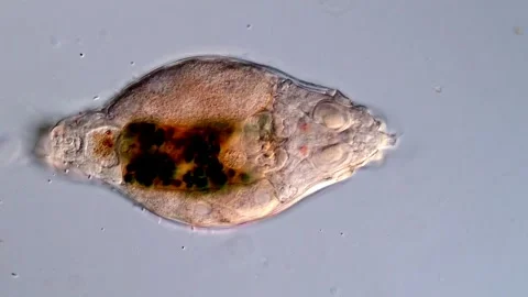 Rotifer microorganism under microscopy view 库存影片 310646292