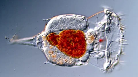 Rotifer microorganism under microscopy view, High-Resolution video 스톡 동영상 317005025