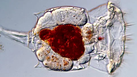 Rotifer microorganism under microscopy view Vídeos de archivo 317005540