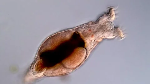 Rotifer, microscope 400x Vídeos de archivo 310646229