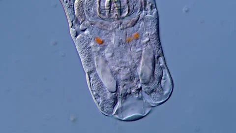 Rotifer mouth under microscope 库存影片 310312740