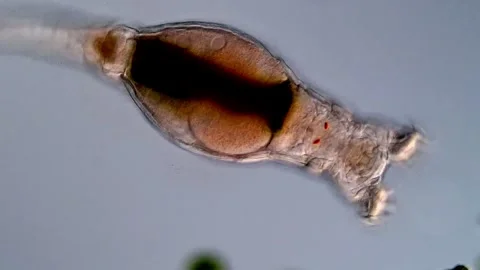 Rotifer (Phylum Rotifera) 스톡 동영상 310646196