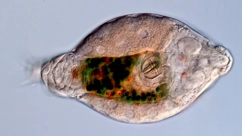 Rotifer (Phylum Rotifera) 스톡 동영상 310647172