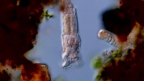 Rotifer: pond water under microscope view 400x Vídeos de archivo 310310350