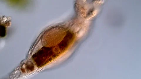 Rotifer in pond water under microscope 库存影片 310646049