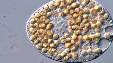 Rotifer Protozoan Microscopy Captured in 4K Ultra Detail Vidéo 317106977