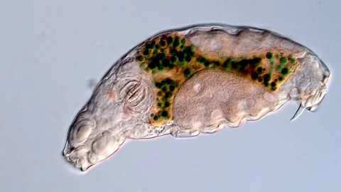 Rotifer (Rotifera) under microscope Vídeos de archivo 310646460