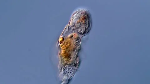 Rotifer Rotifera under microscopy view, 400x magnification Vidéo 310312073