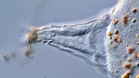 Rotifer tail under DIC microscope Vídeos de archivo 317004853
