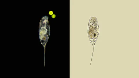 Rotifer Trichocerca sp. under a microscope, family Trichocercidae Stock Footage 132280467