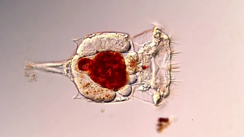 Rotifer Under the Microscope in 4K Ultra HD Vídeos de archivo 317005506