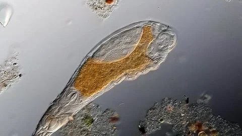 Rotifer under microscope view 400x magnification 库存影片 306579531