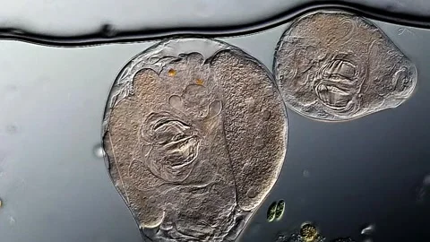 Rotifer under microscope view 400x Vidéo 306580706