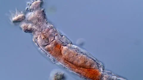 Rotifer under the microscope view, 400x magnification 库存影片 310309356