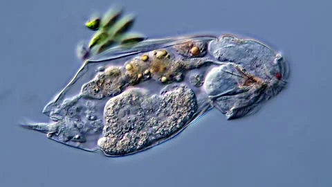 Rotifer under microscope view 400x magnification 库存影片 310312741