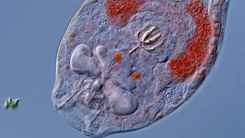 Rotifer under microscopy 400x Vídeos de archivo 310312654