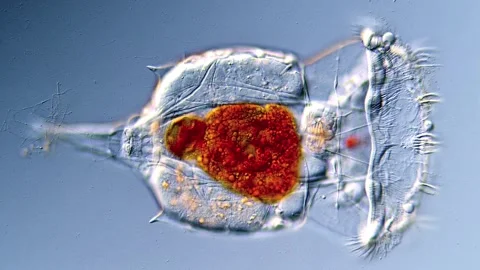 Rotifer under microscopy, 4K Video for Education 스톡 동영상 317005007