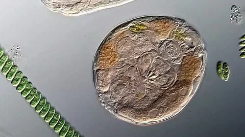 Rotifer under microscopy view 400x magnification 库存影片 306580984