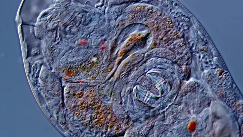 Rotifer under microscopy view 400x magnification 库存影片 310313056