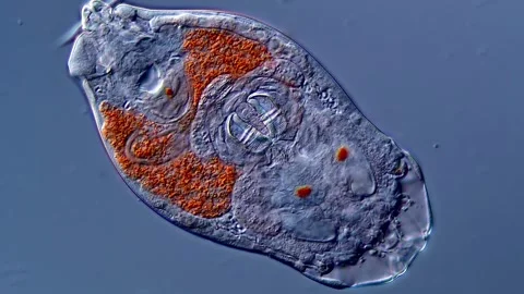 Rotifer under microscopy view 400x magnification 库存影片 310316324