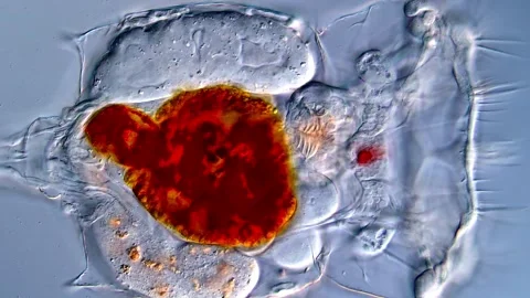 Rotifer under microscopy view, 4K high Resolution video 스톡 동영상 317005842