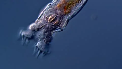 Rotifer under microscopy view, DIC contrast method Vídeos de archivo 310313721