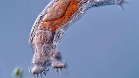 Rotifer under the microscopy view Vídeos de archivo 310309327