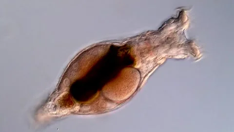 Rotifer under microscopy view 库存影片 310646199