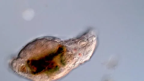 Rotifer under microscopy view 库存影片 310646227