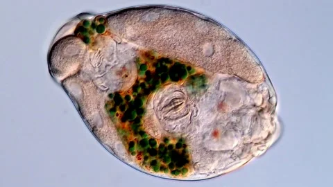 Rotifer under microscopy view 库存影片 310646857
