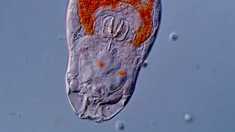 Rotifer under microscopy view 库存影片 310647815