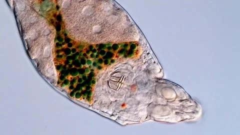 Rotifer under microscopy view, Phylum Rotifera 스톡 동영상 310646535