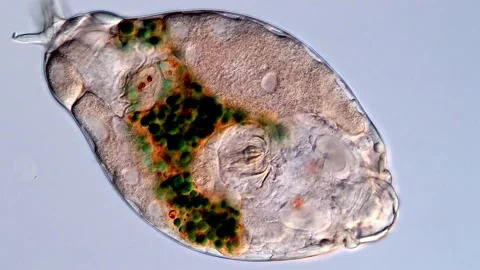 Rotifer under microscopy view, water sample 库存影片 310646898