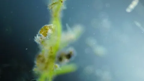 Rotifer in Water, DIC Microscopy 20x lense, Microorganism 스톡 동영상 319071811