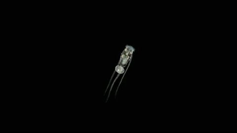 Rotifera Filinia terminalis under the microscope, Trochosphaeridae family. Stock Footage 143017437