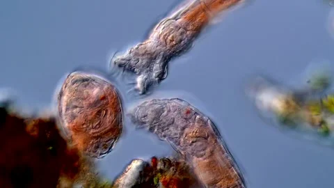 Rotifera 库存影片 310310414