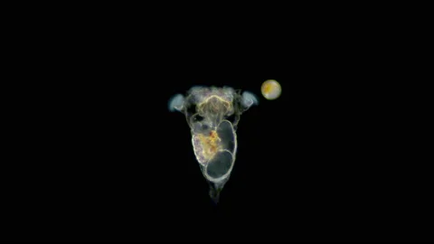 Rotifera Synchaeta sp. under a microscope, class Monogonta Stock Footage 136360795