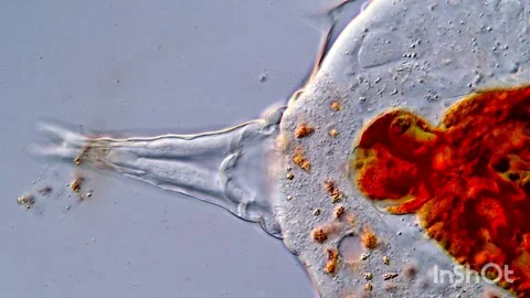 Rotifera tail under microscope view 스톡 동영상 317004854