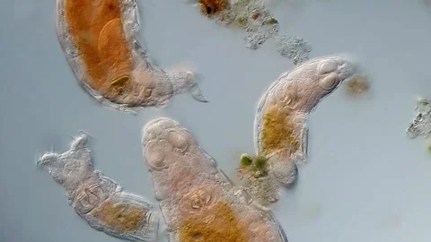 Rotifera under microscope 400x magnification 库存影片 306576581