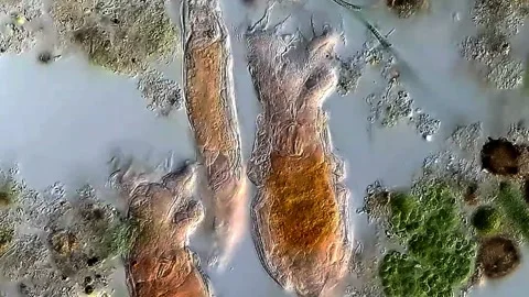 Rotifera under microscope 400x magnification Vídeos de archivo 306579741