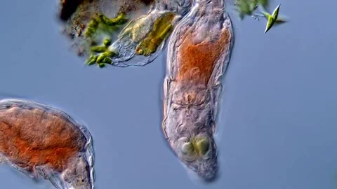 Rotifera under microscope 400x magnification 库存影片 310310374