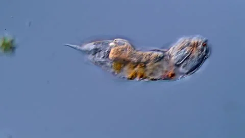 Rotifera under microscope 400x magnification 库存影片 310312012