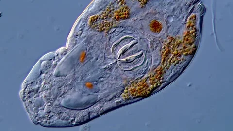 Rotifera under microscope 400x magnification, water sample Vídeos de archivo 310312566