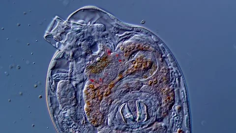 Rotifera under microscope 400x magnification 스톡 동영상 310313278