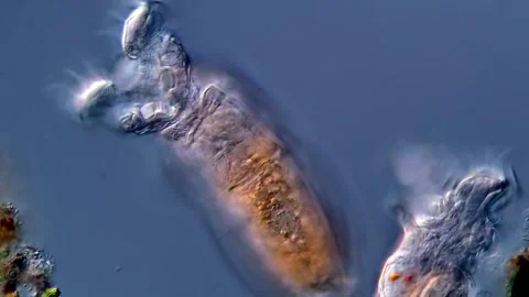 Rotifera under microscope 400x magnification Vidéo 310315234