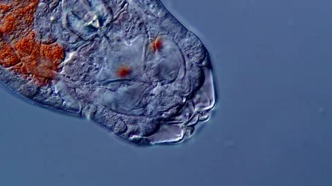 Rotifera under microscope 400x magnification Vídeos de archivo 310316352
