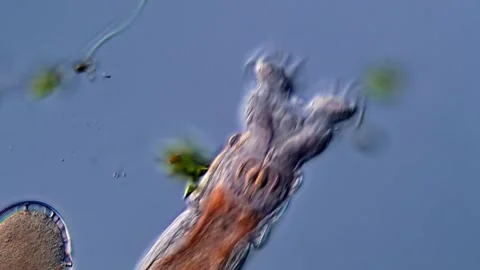 Rotifera under microscope 400x magnification 库存影片 310316405