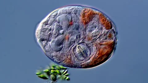 Rotifera under microscope 400x magnification 库存影片 310316424