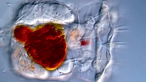 Rotifera under microscope, 4K Video for Education Vídeos de archivo 317005804