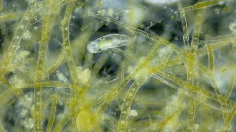 Rotifera under microscope, possible genus Cephalodella. Sample found White sea Stock Footage 257003221